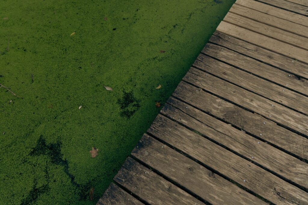 A wooden pier adjacent to a pond covered in green algae, evoking nature's untouched beauty.