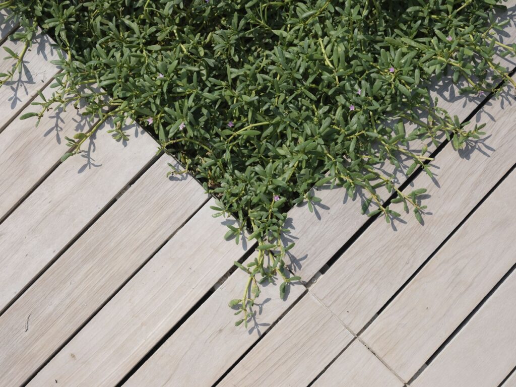 Green foliage growing through the gaps of a wooden deck, creating a natural design.